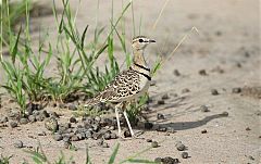 Double-banded Courser